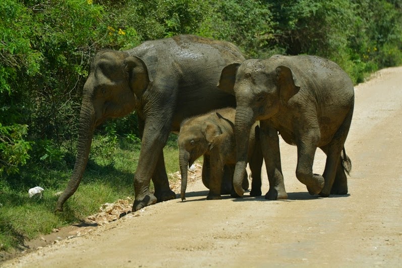 elephant2.jpg