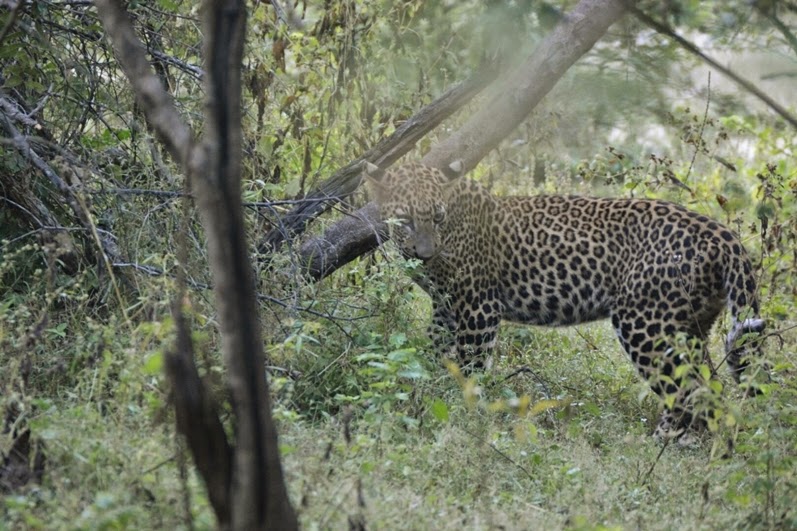 leopard3.jpg