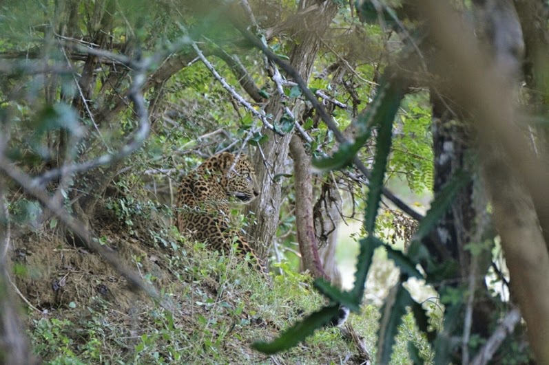 leopard4.jpg