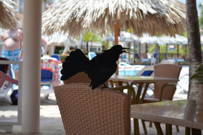 DSC_0599.JPG
