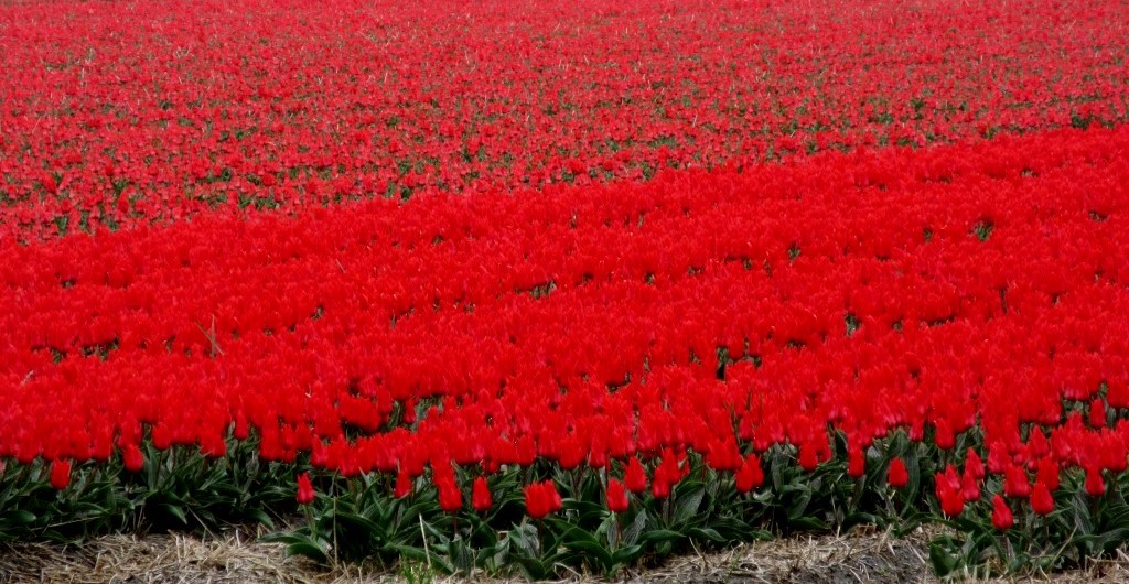 pola tulipanowe 1.JPG