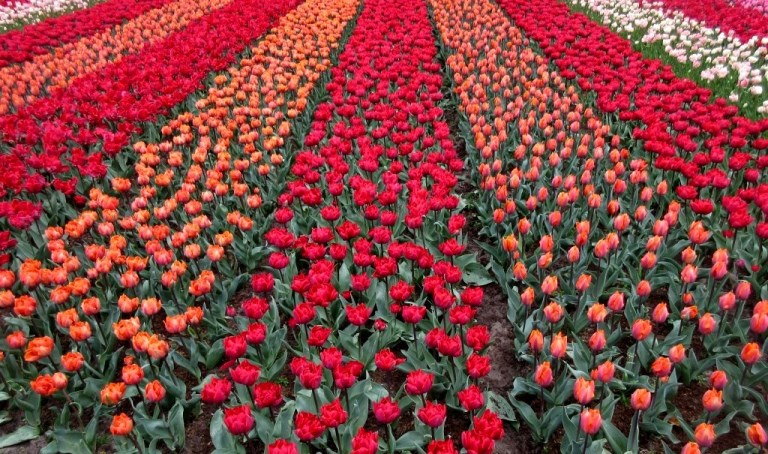 pole tulipanowe 2.JPG