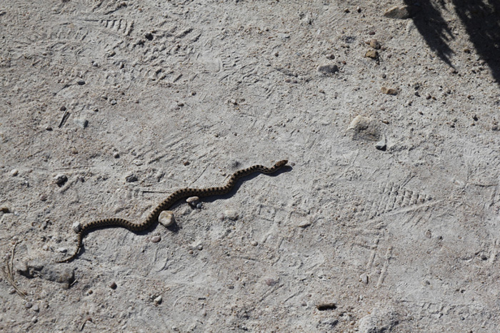 antelope island3.jpg