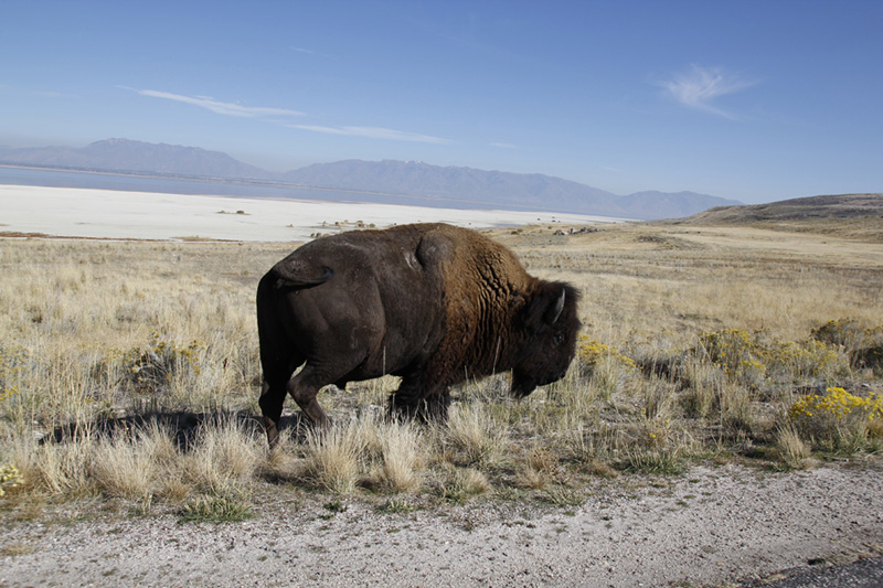 antelope island7.jpg
