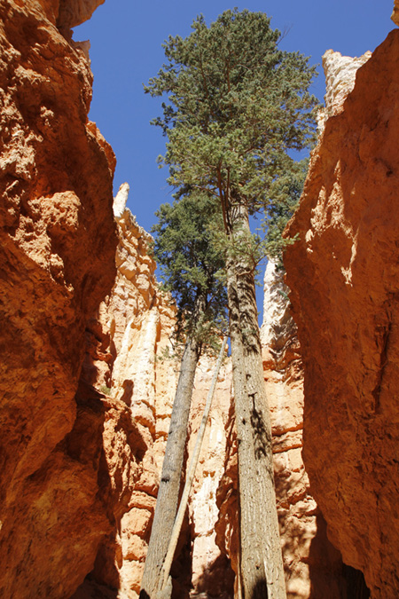 Bryce Canyon4.jpg