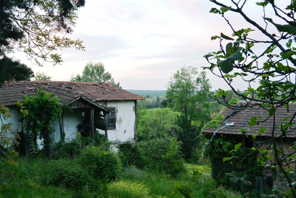 DSC_4315.JPG