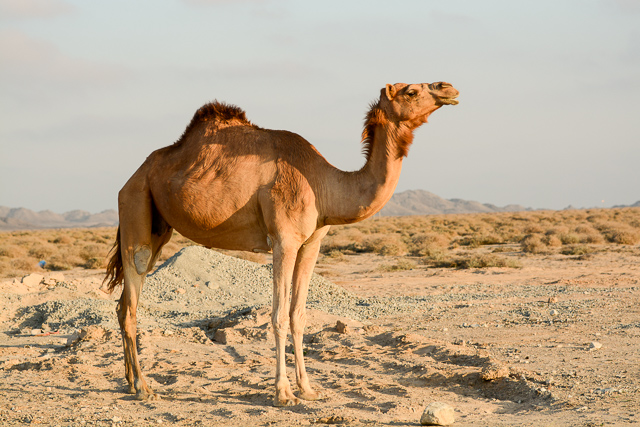 Masirah (small)-2-2.jpg