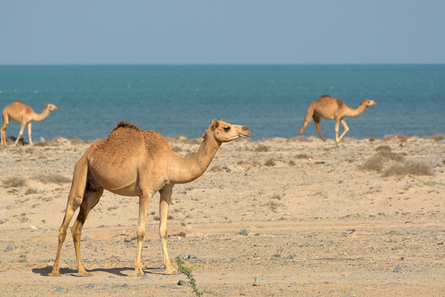 Masirah (small)-8.jpg