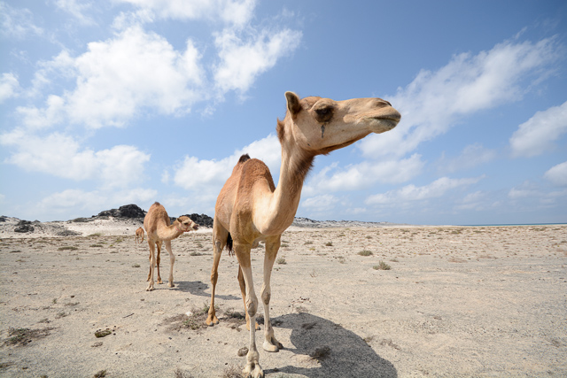 Masirah (small)-9.jpg
