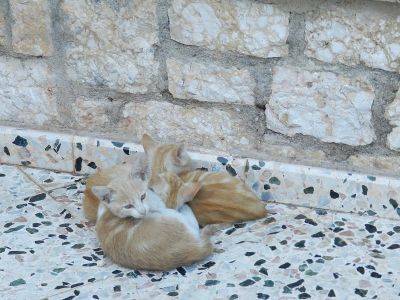 DSCN4521.jpg