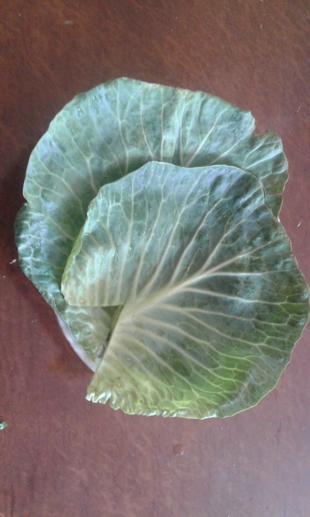20150725_5.jpg
