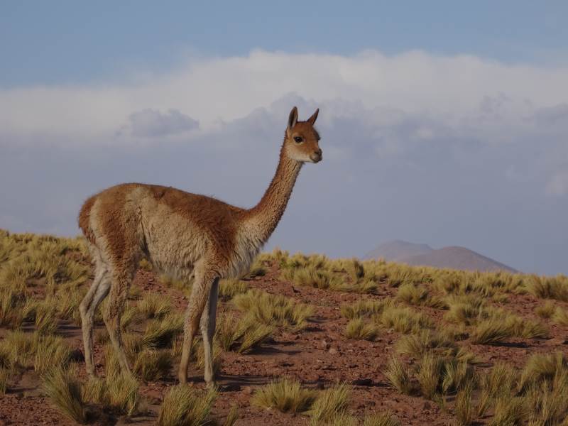 14 lama.jpg