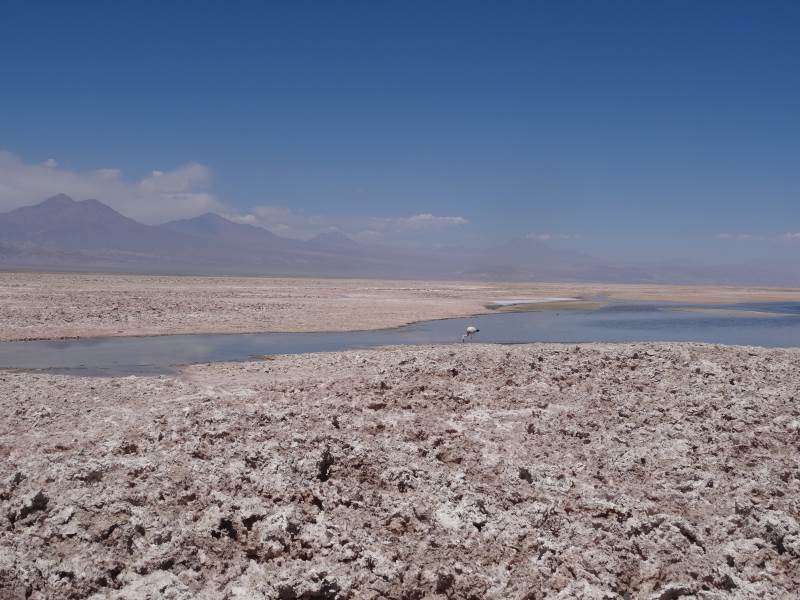 24 laguna Chaxa.jpg