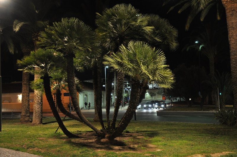 013 02.03 Alicante.JPG