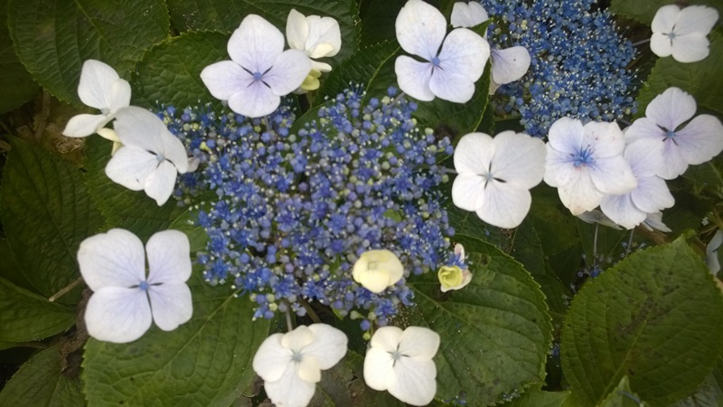 WP_20150624_025.jpg