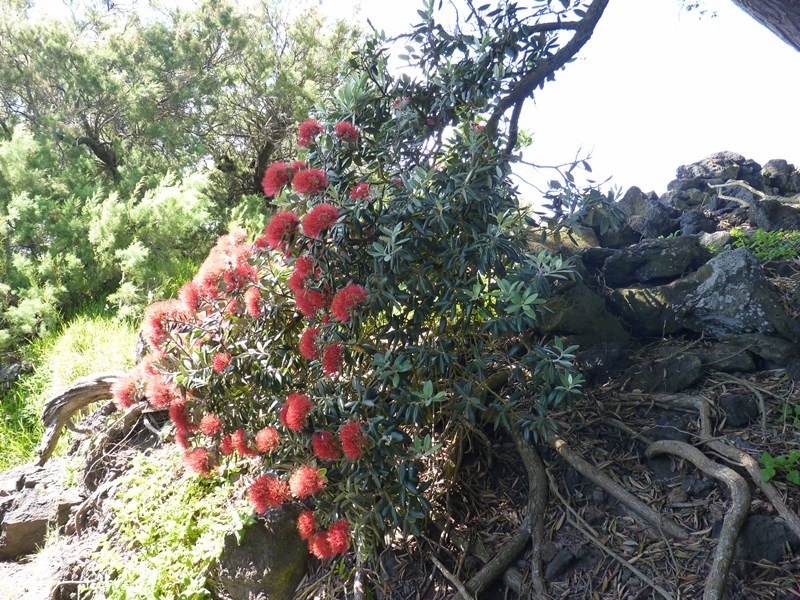 Wyspa Pico16.JPG