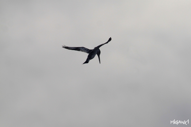IMG_2976.JPG