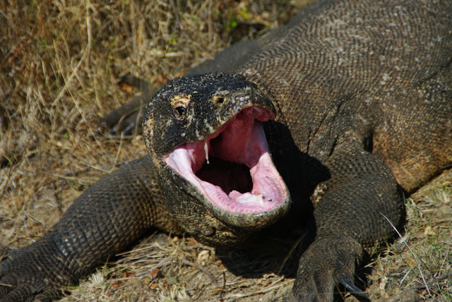 waran.JPG