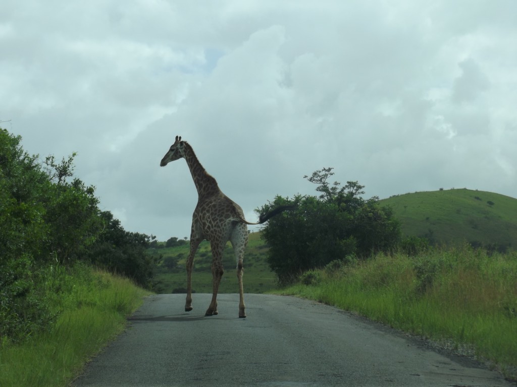 _s0.zmniejszacz.pl_SOUTH AFRICA 137_zmniejszacz-pl_969417.jpg