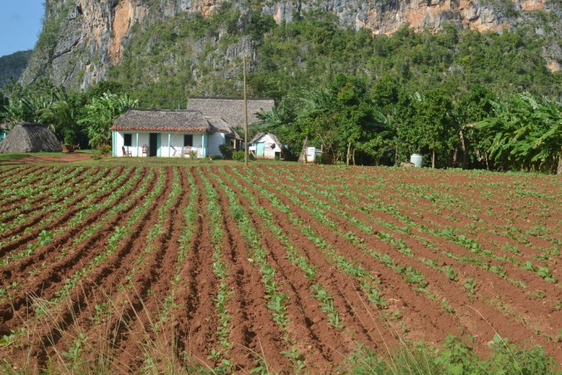 Vinales_Tobacco.jpg
