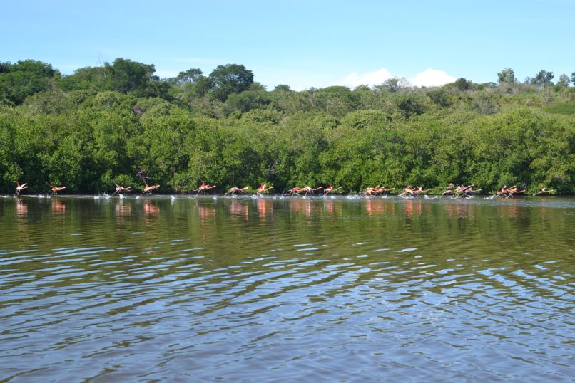 Cienfuegos_flamingos.jpg
