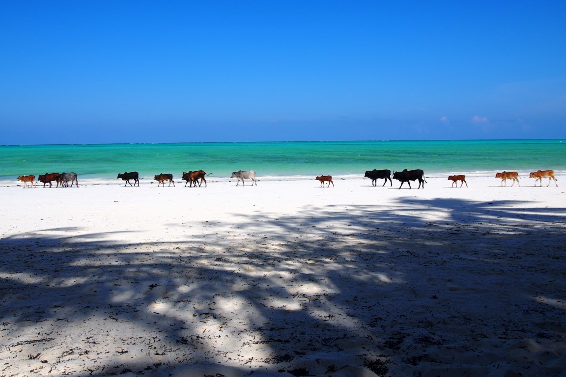 Zanzibar.JPG