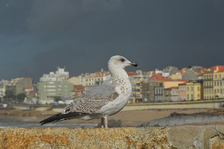 porto1.JPG
