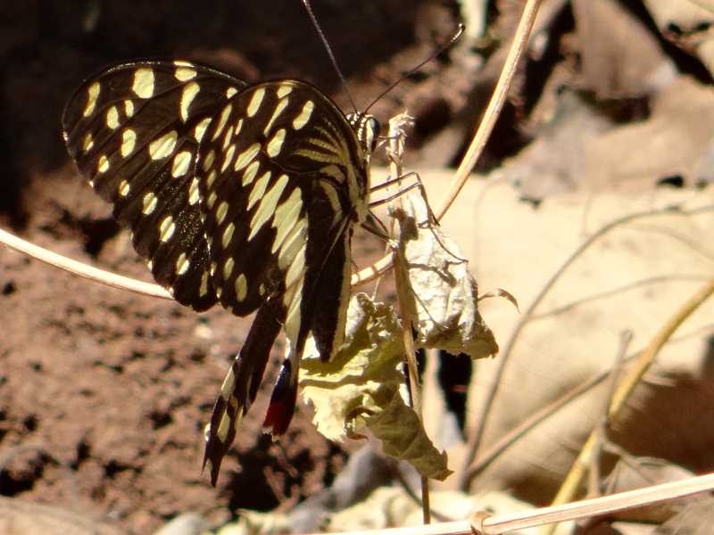 12 motyl.jpg