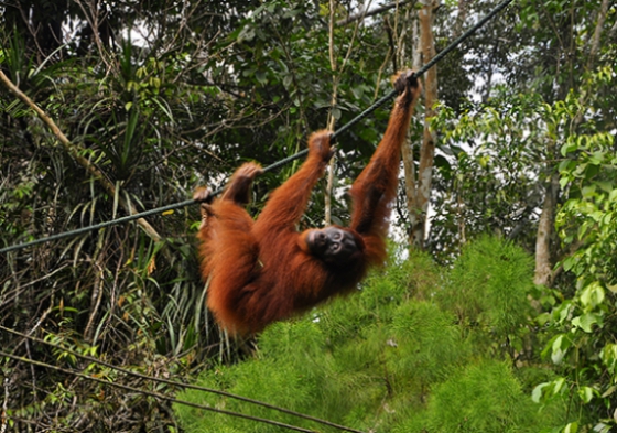 sarawak3.jpg
