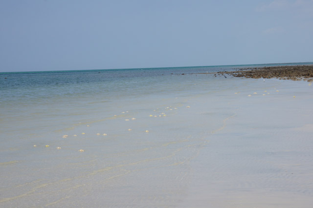 DSC08470.JPG