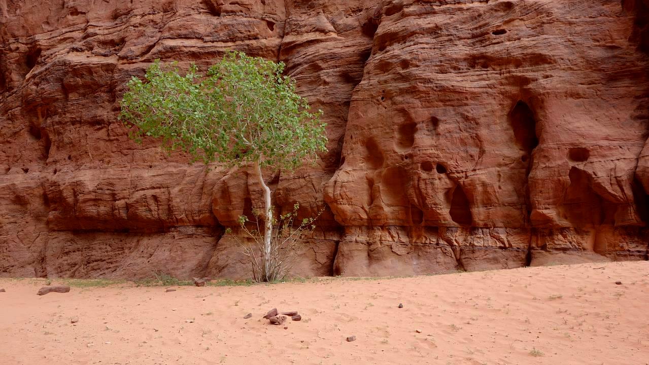 DSC00794.jpg