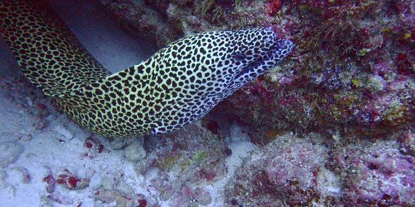 murena1.jpg