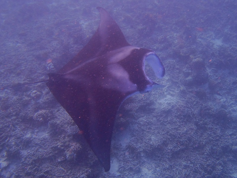 manta.jpg
