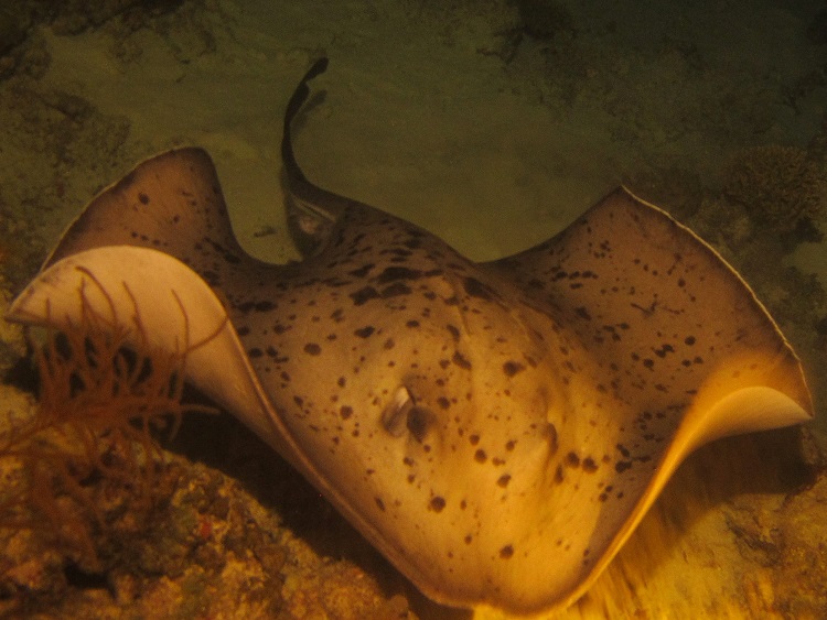 stingray1.jpg