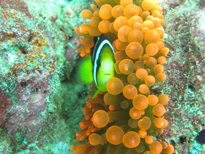 anemon11.jpg