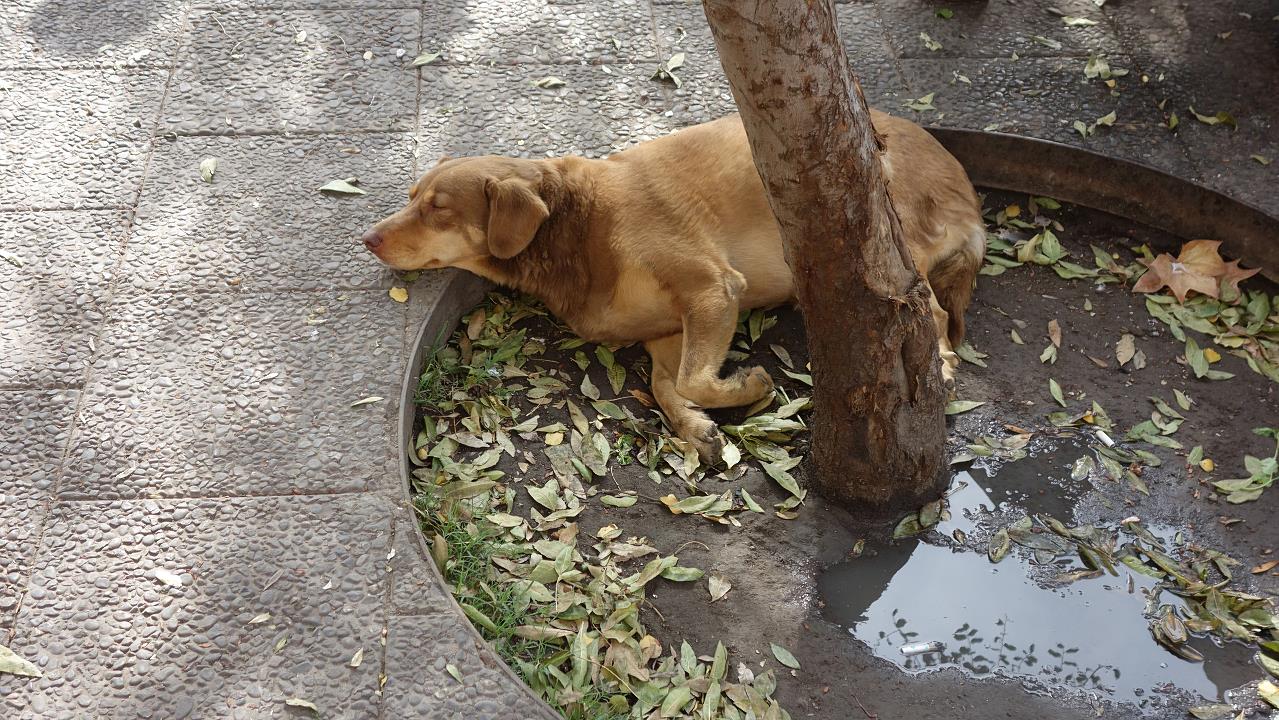 DSC01164.jpg