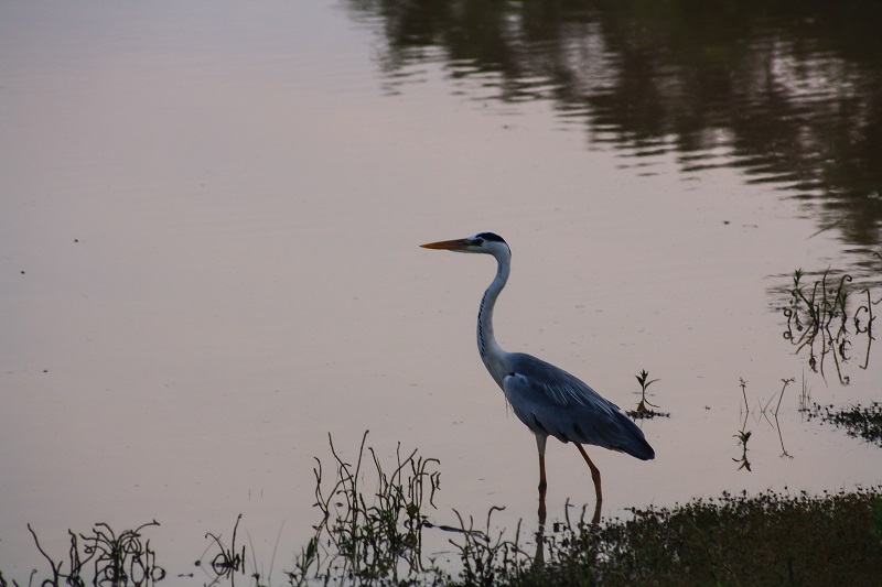 IMG_4807.jpg