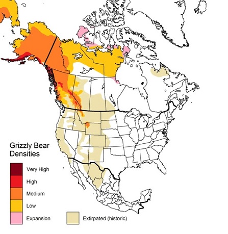 grizzly.jpg