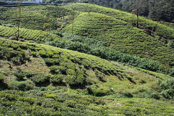 IMG_4990.jpg