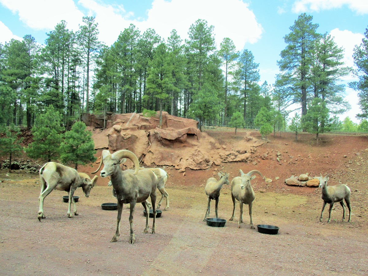 bearizona kozy.JPG