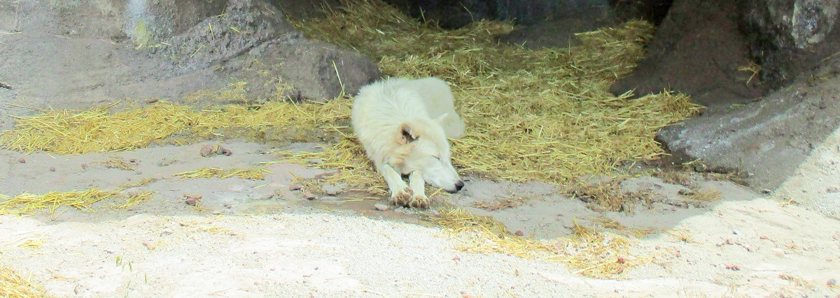 bearizona wilk.JPG