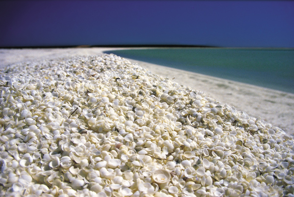 shark-bay-wa-shell-beach.jpg