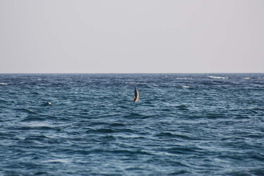 IMG_5856.jpg