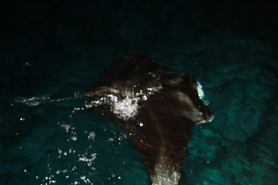IMG_6352.jpg