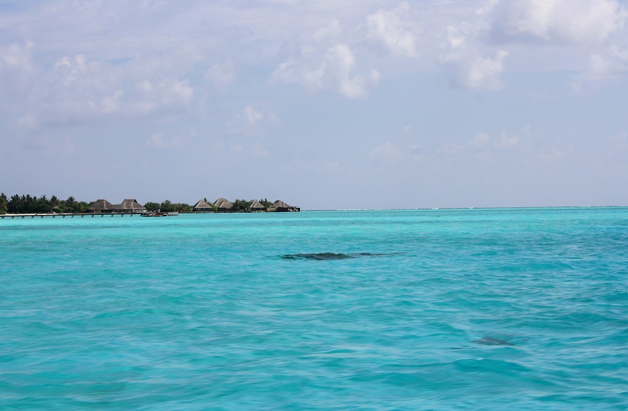 IMG_6387.jpg