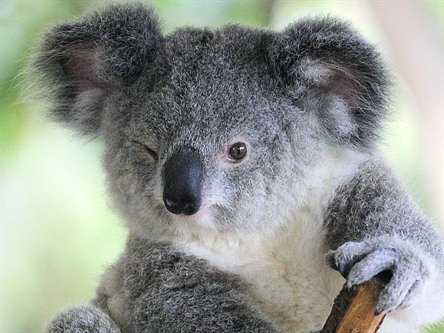 Winking-Koala.jpg