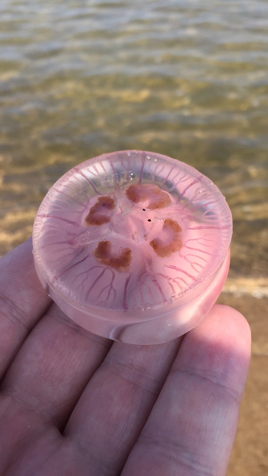 meduza.JPG
