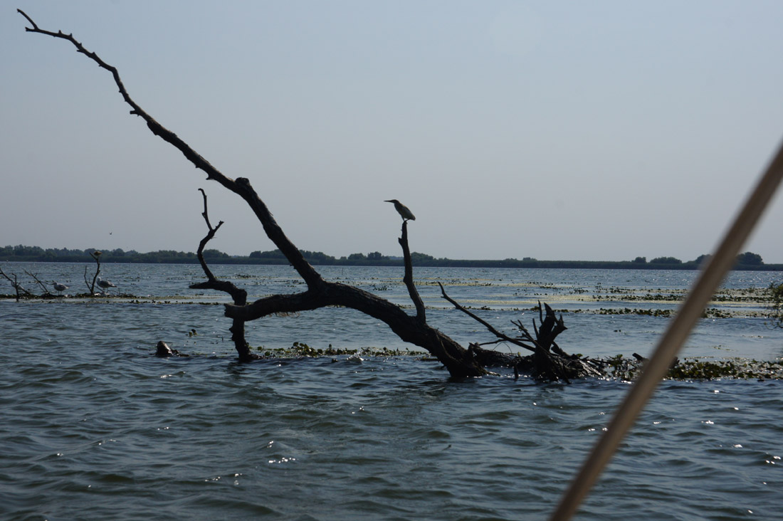 DSC00474.JPG