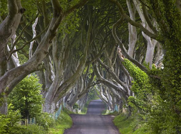 Dark-Hedges-462905.jpg