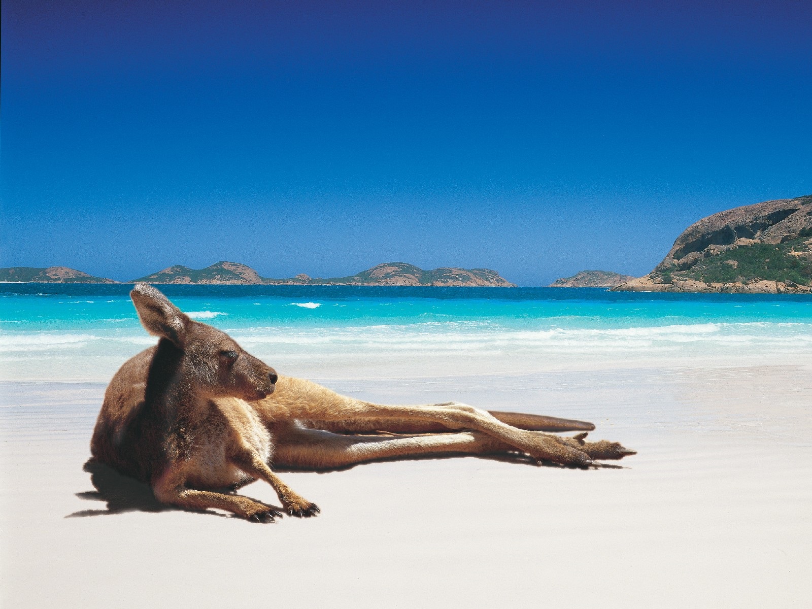Kangaroos-on-the-beach.jpg